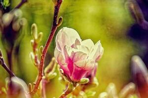 delicado magnolia flores en un árbol rama en un soleado primavera jardín foto