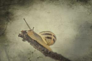 little beige snail with a shell climbing on a stick on a light cream background photo