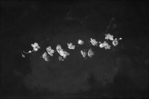 delicate small spring white apple blossom on a black background photo