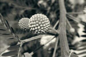 interesting original plant in a natural environment among green leaves on a warm summer day, photo