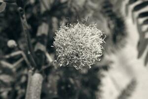 interesting original plant in a natural environment among green leaves on a warm summer day, photo