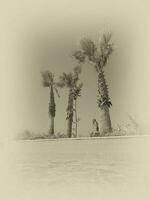 green palm trees against a blue cloudless sky on a warm day on the edge of the pool with water photo