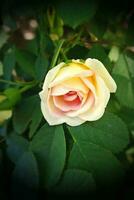 rose flower head on the bush among green leaves in summer sunny garden photo