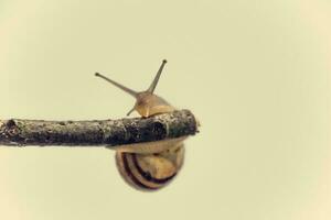 little beige snail with a shell climbing on a stick on a light cream background photo