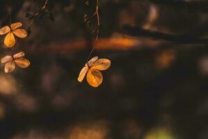 delicate forgotten brown flowers in a dark autumn garden photo