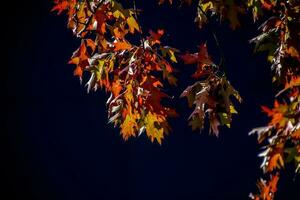 rojo roble hojas en el calentar otoño Dom en un negro suave antecedentes foto