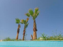 green palm trees against a blue cloudless sky on a warm day on the edge of the pool with water photo