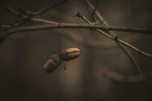 l lonely small autumn twig with acorn on a dark and sad background photo