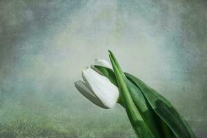 white spring tulip flower with green leaves on dark background photo