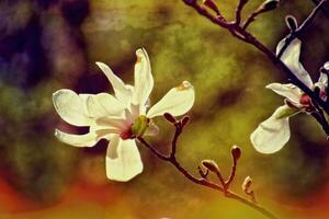 delicado magnolia flores en un árbol rama en un soleado primavera jardín foto