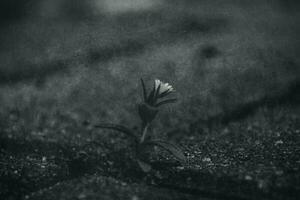 un minúsculo delicado blanco flor luchando para un sitio a En Vivo entre hormigón pavimento aceras en el primavera foto