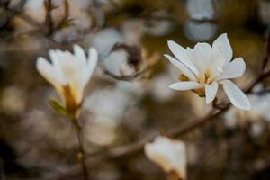 delicate large bright magnolia flowers on a spring tree in the warm sunshine photo