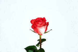 delikana red rose flower isolated on white isolated background photo