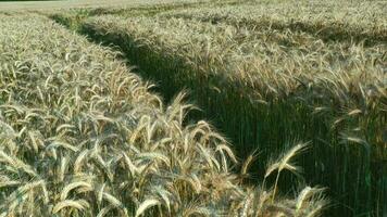 campo di d'oro teste di Grano. video