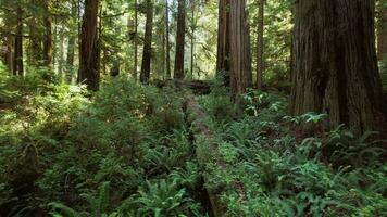 in beweging door zonnig sequoia Woud video