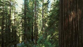 Aerial View of Ancient Redwood Tree video