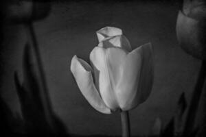 white spring tulip flower with green leaves on dark background photo