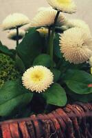 little white daisies in close-up in the garden photo