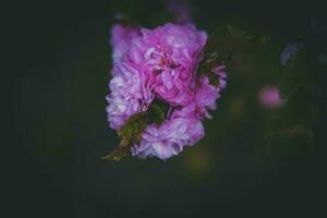 purple, flower, bush, summer, evening, warm sun photo