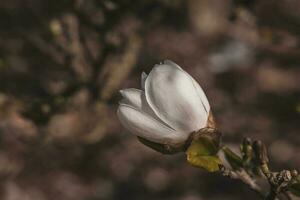 delicate large bright magnolia flowers on a spring tree in the warm sunshine photo