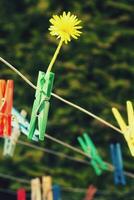 delicate flower milk pinned to paper clips on a rope to dry underwear photo