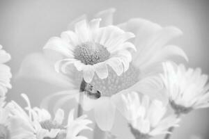 small original delicate free field flowers camomile on a light background photo