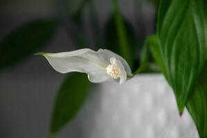 ome flower in a white pot cleansing the air on the shelf in close-up photo
