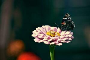 summer flower in the garden in the warm sun with a butterfly on a background of green leaves photo