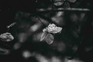 a withered delicate flower in the garden on a cold frosty day during falling white snow photo