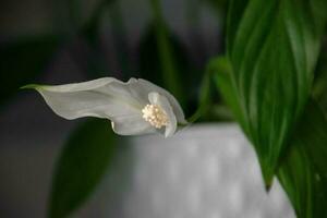 ome flower in a white pot cleansing the air on the shelf in close-up photo