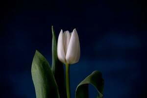 white spring tulip flower with green leaves on dark background photo