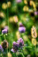 purple clover flower among green grass on a summer day photo