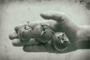 ripe red tomato on a child's hand on a white smooth background photo