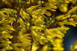 forsitia arbusto con amarillo flores creando un primavera antecedentes en el rayos de el calentar Dom foto