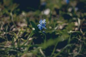 little blue flower on the green spring meadow with background of grass photo