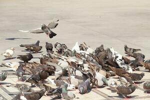 salvaje aves palomas en un ciudad calle en un calentar verano día foto