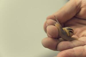 delicate animal snail held in the boy's hand photo