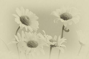 small original delicate free field flowers camomile on a light background photo