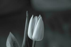 white spring tulip flower with green leaves on dark background photo