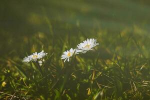 white delicate spring flowers daisy growing in the forest among green foliage photo