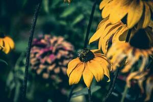 amarillo flores en el jardín en el calentar verano sol, foto