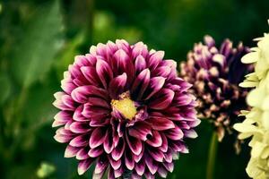 original púrpura flores ellos dio creciente en un verano día en un jardín entre verde hojas foto