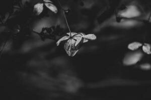 delicate forgotten brown flowers in a dark autumn garden photo