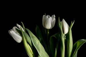 white spring tulip flower with green leaves on dark background photo