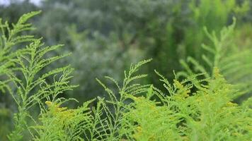 artemisia annua planta en el verano prado video