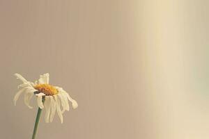 small original delicate free field flowers camomile on a light background photo