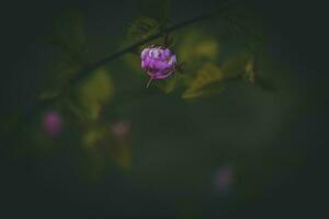 purple, flower, bush, summer, evening, warm sun photo