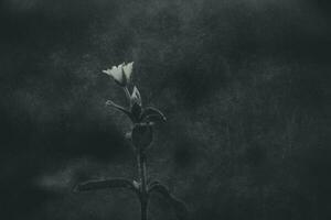 a tiny delicate white flower fighting for a place to live among concrete pavement sidewalks in the spring photo