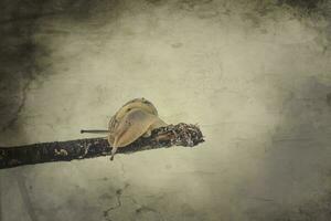 pequeño beige caracol con un cáscara alpinismo en un palo en un ligero crema antecedentes foto