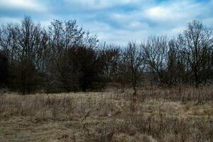 autumn landscape on a cloudy day with leafless trees and gray sky photo